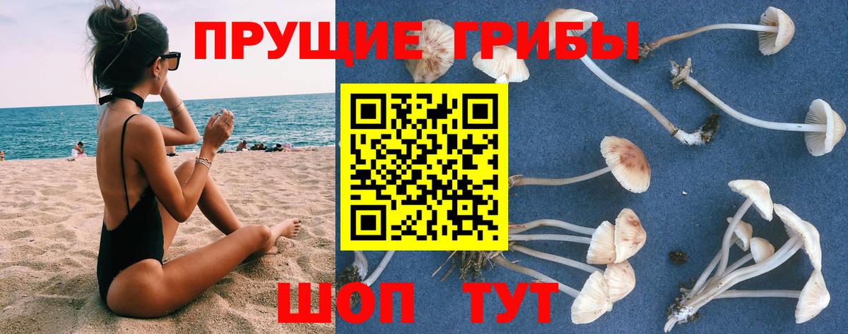Псилоцибиновые грибы Cubensis Рославль